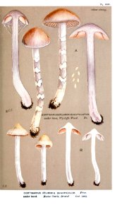Cooke-Illustrations of British Fungi-Pl.820