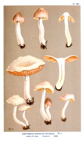Cooke-Illustrations of British Fungi-Pl.827