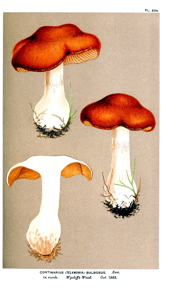 Cooke-Illustrations of British Fungi-Pl.834