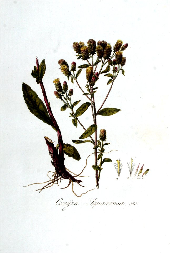 Conyza squarrosa — Flora Batava — Volume v5