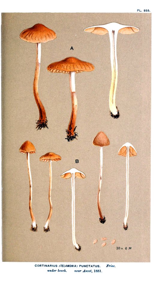 Cooke-Illustrations of British Fungi-Pl.855