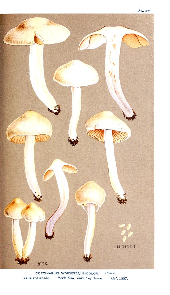 Cooke-Illustrations of British Fungi-Pl.871