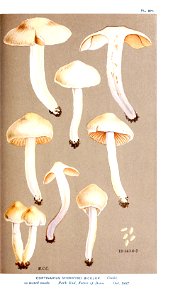 Cooke-Illustrations of British Fungi-Pl.871