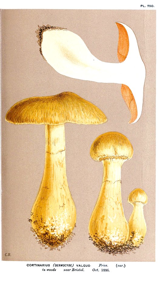 Cooke-Illustrations of British Fungi-Pl.750