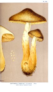 Cooke-Illustrations of British Fungi-Pl.749
