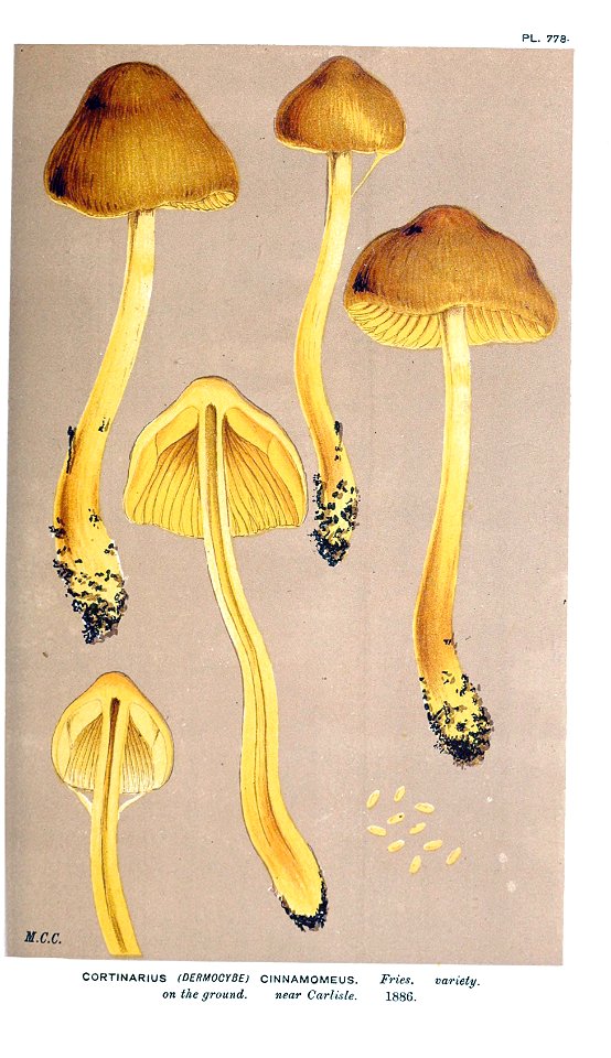 Cooke-Illustrations of British Fungi-Pl.778