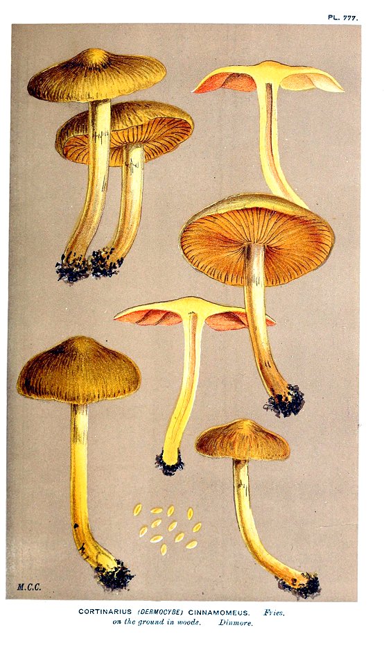 Cooke-Illustrations of British Fungi-Pl.777