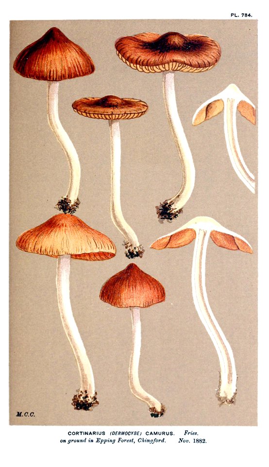 Cooke-Illustrations of British Fungi-Pl.784