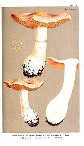 Cooke-Illustrations of British Fungi-Pl.790