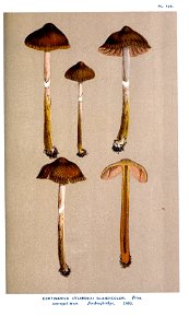 Cooke-Illustrations of British Fungi-Pl.789