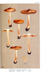 Cooke-Illustrations of British Fungi-Pl.797