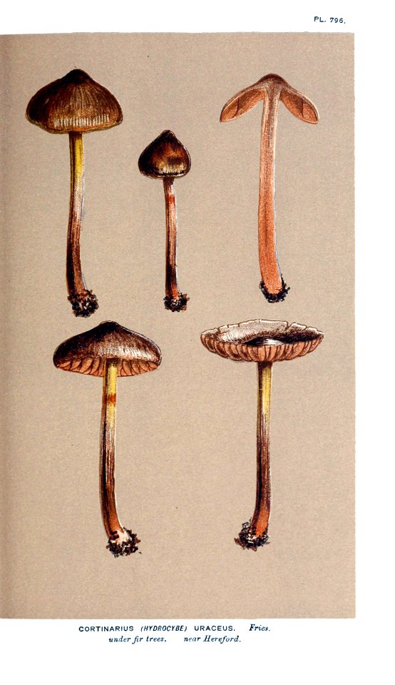 Cooke-Illustrations of British Fungi-Pl.796