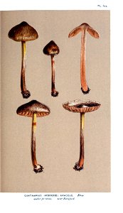 Cooke-Illustrations of British Fungi-Pl.796