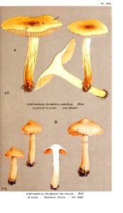 Cooke-Illustrations of British Fungi-Pl.804