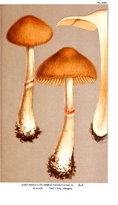 Cooke-Illustrations of British Fungi-Pl.803