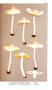Cooke-Illustrations of British Fungi-Pl.810