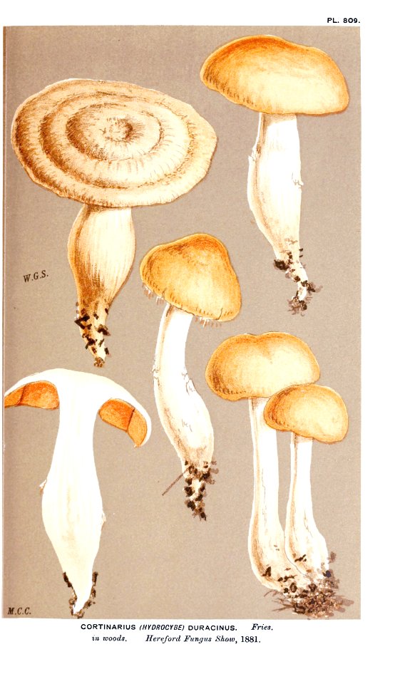Cooke-Illustrations of British Fungi-Pl.809