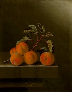 Adriaen Coorte - Still Life with Five Apricots. Free illustration for personal and commercial use.