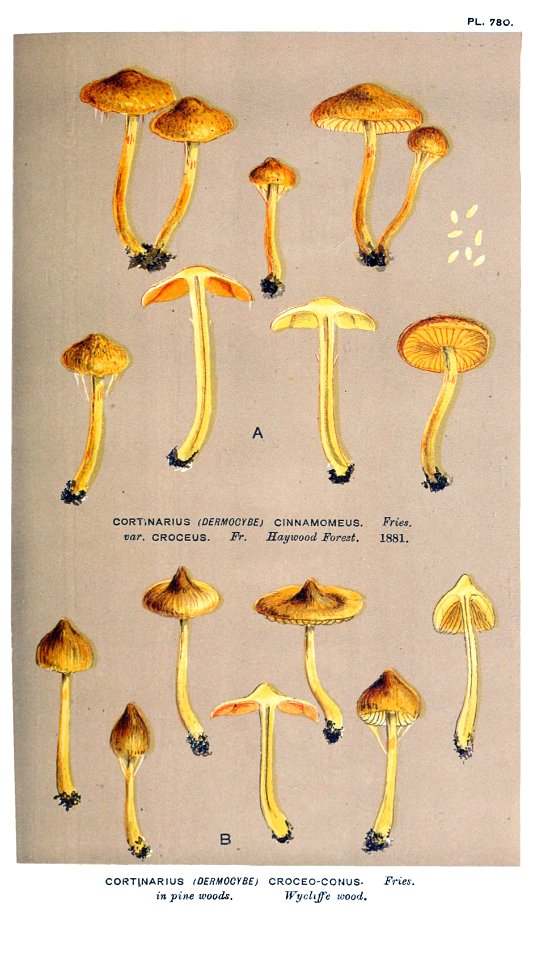Cooke-Illustrations of British Fungi-Pl.780
