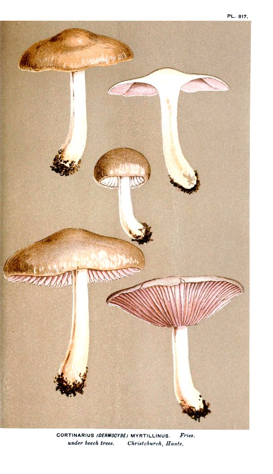 Cooke-Illustrations of British Fungi-Pl.817