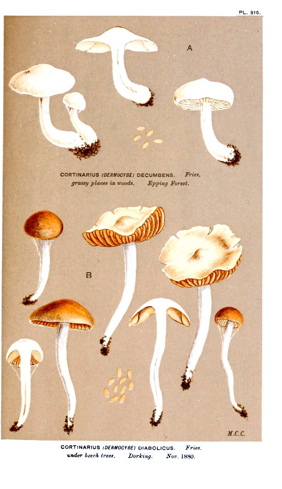 Cooke-Illustrations of British Fungi-Pl.816