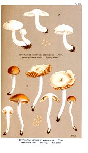 Cooke-Illustrations of British Fungi-Pl.816