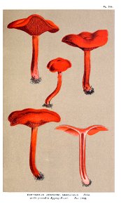 Cooke-Illustrations of British Fungi-Pl.786