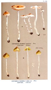 Cooke-Illustrations of British Fungi-Pl.824