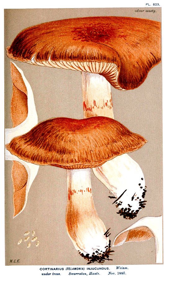 Cooke-Illustrations of British Fungi-Pl.823