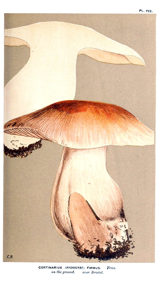 Cooke-Illustrations of British Fungi-Pl.792