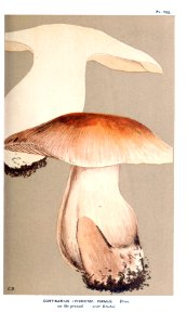 Cooke-Illustrations of British Fungi-Pl.792