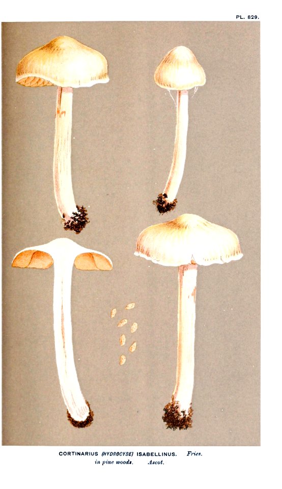Cooke-Illustrations of British Fungi-Pl.829
