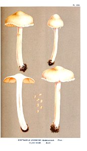 Cooke-Illustrations of British Fungi-Pl.829