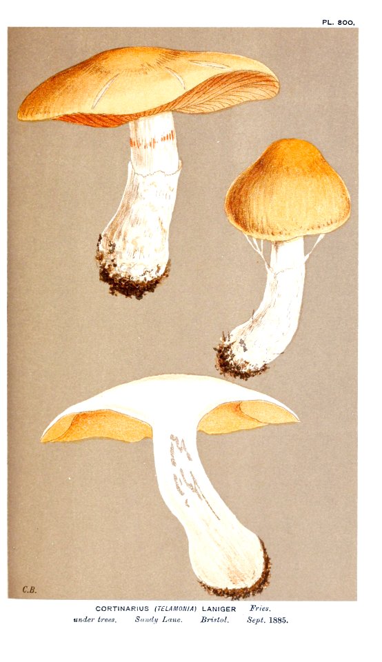 Cooke-Illustrations of British Fungi-Pl.800