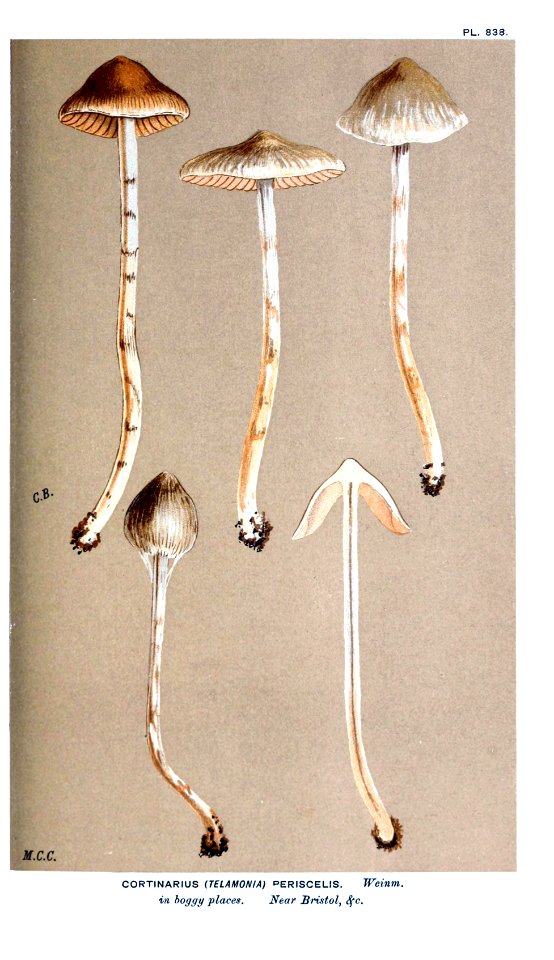Cooke-Illustrations of British Fungi-Pl.838