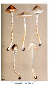 Cooke-Illustrations of British Fungi-Pl.838