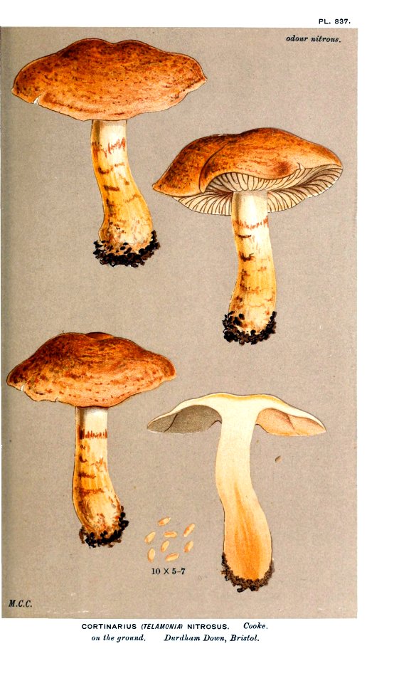 Cooke-Illustrations of British Fungi-Pl.837