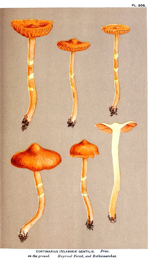 Cooke-Illustrations of British Fungi-Pl.806