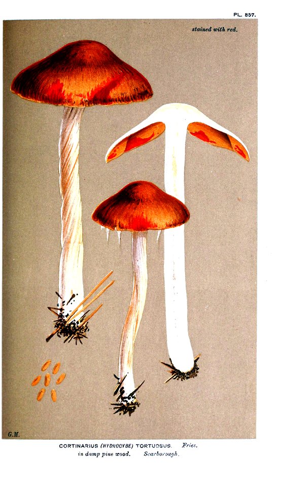 Cooke-Illustrations of British Fungi-Pl.857
