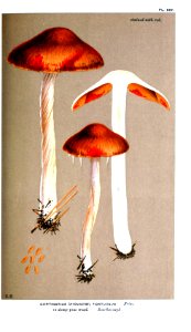 Cooke-Illustrations of British Fungi-Pl.857