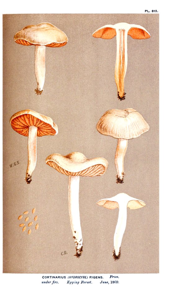 Cooke-Illustrations of British Fungi-Pl.812