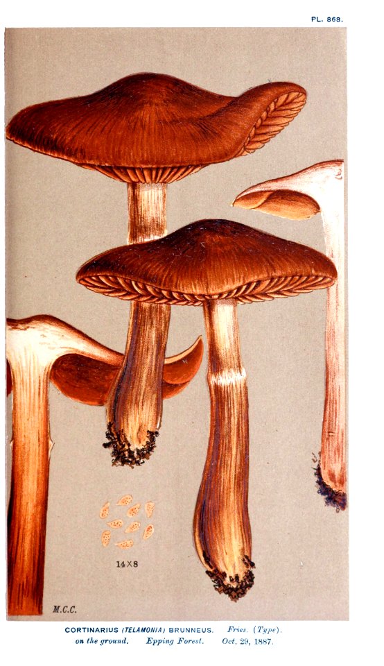 Cooke-Illustrations of British Fungi-Pl.868