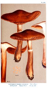 Cooke-Illustrations of British Fungi-Pl.868