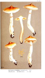 Cooke-Illustrations of British Fungi-Pl.867