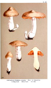 Cooke-Illustrations of British Fungi-Pl.819