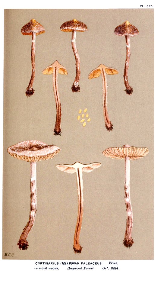 Cooke-Illustrations of British Fungi-Pl.826