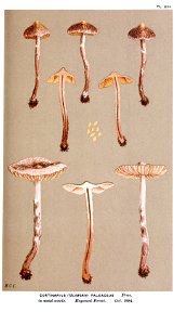 Cooke-Illustrations of British Fungi-Pl.826