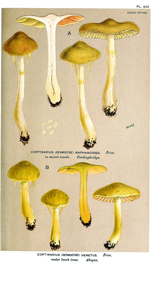 Cooke-Illustrations of British Fungi-Pl.833