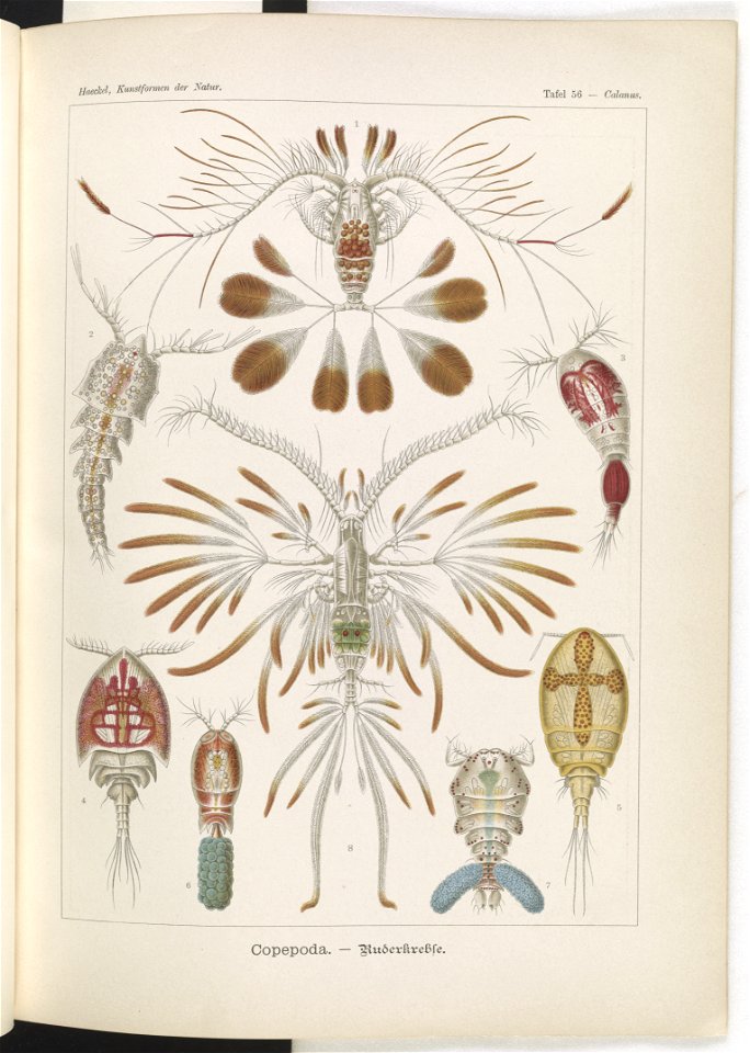 Copepoda. - Ruderkrebse LCCN2014645039