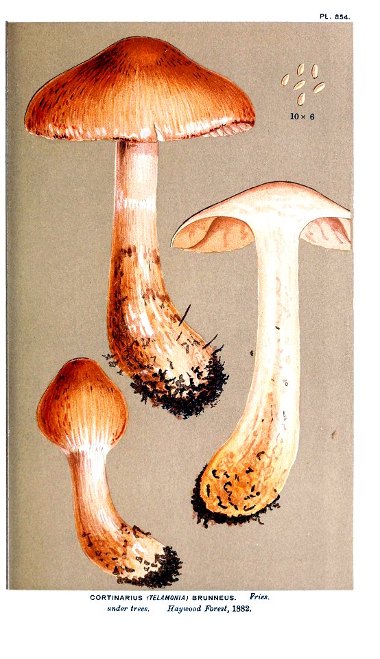 Cooke-Illustrations of British Fungi-Pl.854